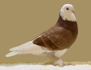 Tumbler Pigeon